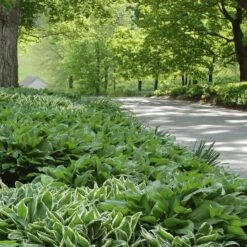 Emerald Isle Hosta Collection -Olivia Plants Sales x600 24294