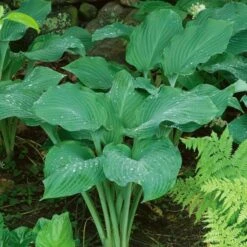 Emerald Isle Hosta Collection -Olivia Plants Sales x600 24295