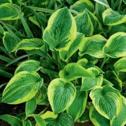 Emerald Isle Hosta Collection -Olivia Plants Sales x600 24296