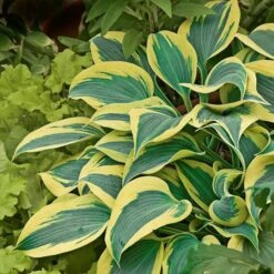 Emerald Isle Hosta Collection -Olivia Plants Sales x600 24298
