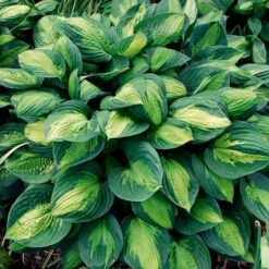 Emerald Isle Hosta Collection -Olivia Plants Sales x600 24299