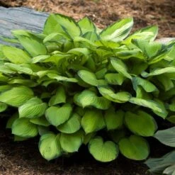 Emerald Isle Hosta Collection -Olivia Plants Sales x600 24300