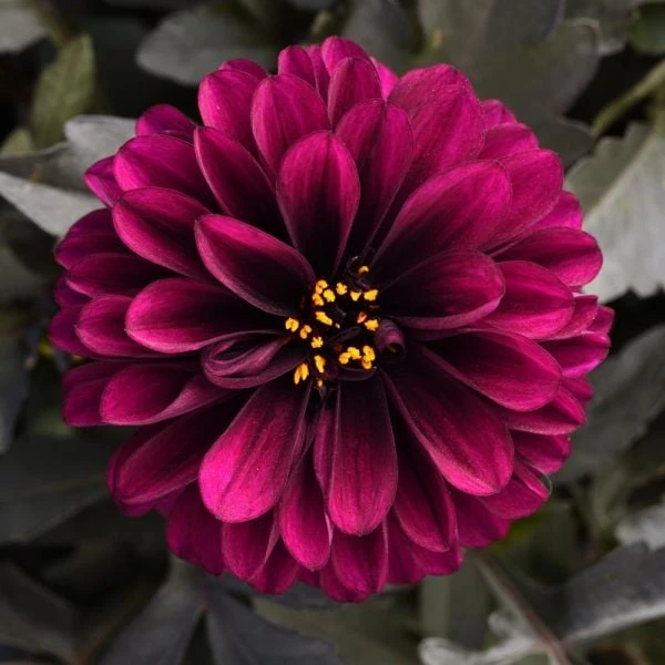 Dahlia City Lights™ Purple 3 Dahlia City Lights™ Purple - Image 3