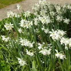 Narcissus 'Thalia' -Olivia Plants Sales x600 24507