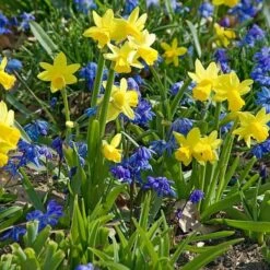 Narcissus 'Tête-à-Tête' 10 Narcissus 'Tête-à-Tête' -Olivia Plants Sales x600 24508