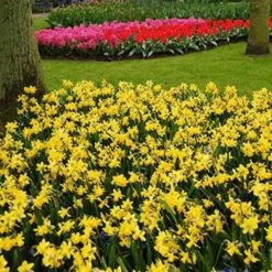 Narcissus 'Tête-à-Tête' 12 Narcissus 'Tête-à-Tête' -Olivia Plants Sales x600 24511