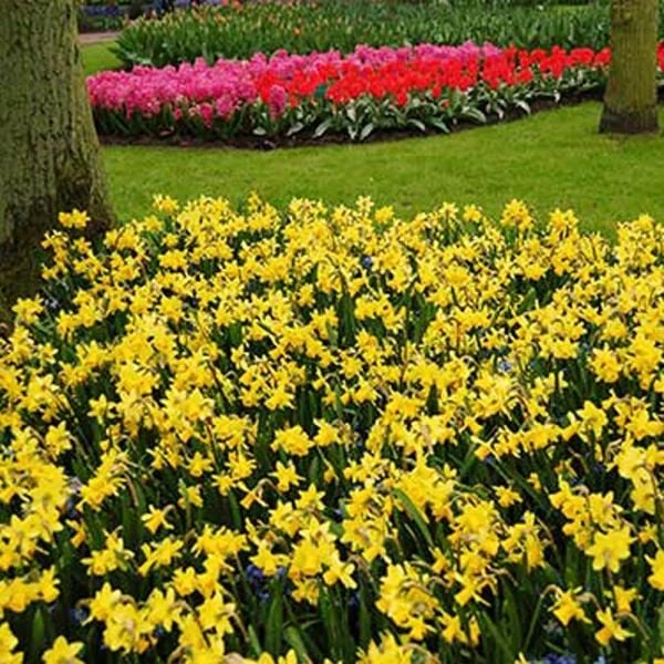 Narcissus 'Tête-à-Tête' 6 Narcissus 'Tête-à-Tête' - Image 6