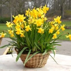 Narcissus 'Tête-à-Tête' 13 Narcissus 'Tête-à-Tête' -Olivia Plants Sales x600 24514