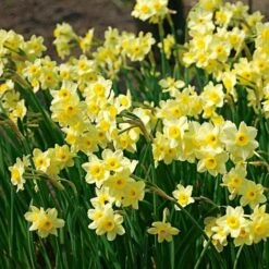 Narcissus 'Minnow'