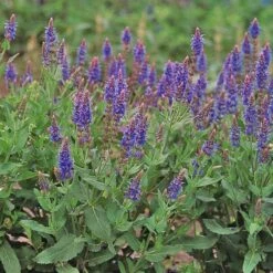 Salvia X Sylvestris 'Blue Hill' -Olivia Plants Sales x600 24587