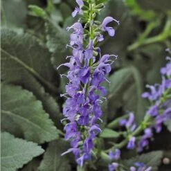 Salvia X Sylvestris 'Blue Hill' -Olivia Plants Sales x600 24588