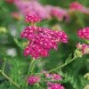 Achillea Millefolium Song Siren™ 'Layla'