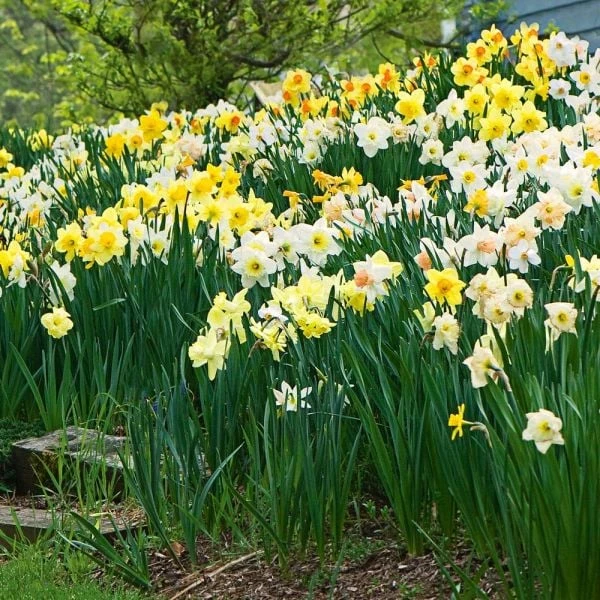 Large-Cupped Daffodil Naturalizing Mix 2 Large-Cupped Daffodil Naturalizing Mix - Image 2