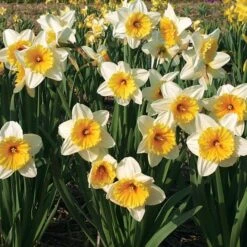 Large-Cupped Daffodil Naturalizing Mix 11 Large-Cupped Daffodil Naturalizing Mix -Olivia Plants Sales x600 24699