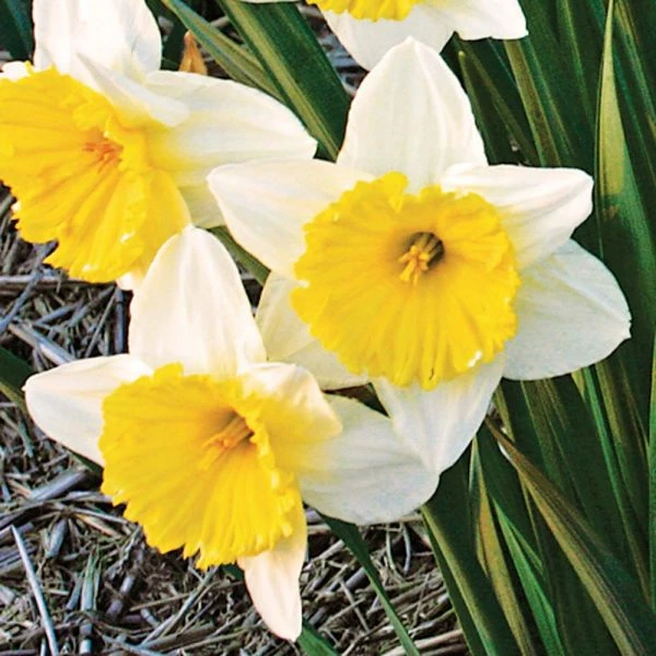 Large-Cupped Daffodil Naturalizing Mix 4 Large-Cupped Daffodil Naturalizing Mix - Image 4