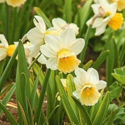 Large-Cupped Daffodil Naturalizing Mix 13 Large-Cupped Daffodil Naturalizing Mix -Olivia Plants Sales x600 24702