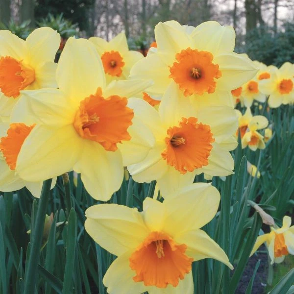 Large-Cupped Daffodil Naturalizing Mix 6 Large-Cupped Daffodil Naturalizing Mix - Image 6