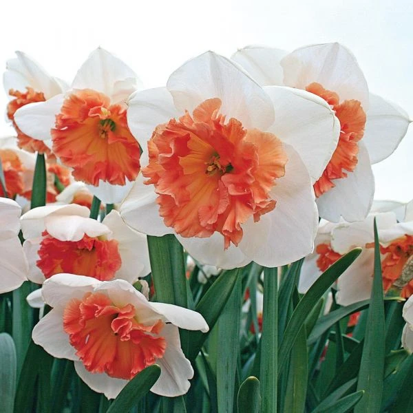 Large-Cupped Daffodil Naturalizing Mix 7 Large-Cupped Daffodil Naturalizing Mix - Image 7