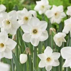 Large-Cupped Daffodil Naturalizing Mix 16 Large-Cupped Daffodil Naturalizing Mix -Olivia Plants Sales x600 24705