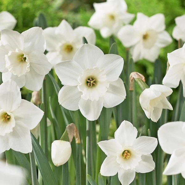 Large-Cupped Daffodil Naturalizing Mix 8 Large-Cupped Daffodil Naturalizing Mix - Image 8