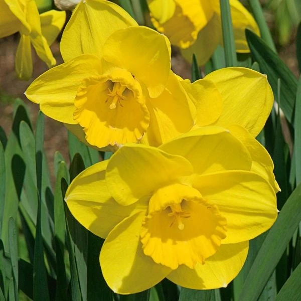 Large-Cupped Daffodil Naturalizing Mix 9 Large-Cupped Daffodil Naturalizing Mix - Image 9