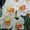 Large-Cupped Daffodil Naturalizing Mix