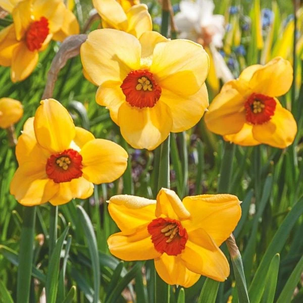 Small-Cupped Narcissus Mix 1 Small-Cupped Narcissus Mix