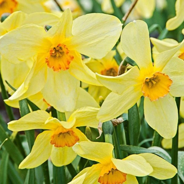 Small-Cupped Narcissus Mix 3 Small-Cupped Narcissus Mix - Image 3