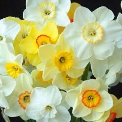 Small-Cupped Narcissus Mix 13 Small-Cupped Narcissus Mix -Olivia Plants Sales x600 24746