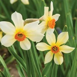 Small-Cupped Narcissus Mix 14 Small-Cupped Narcissus Mix -Olivia Plants Sales x600 24747