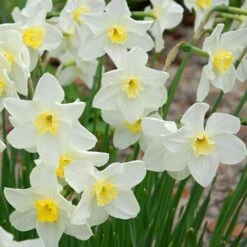 Small-Cupped Narcissus Mix 15 Small-Cupped Narcissus Mix -Olivia Plants Sales x600 24748