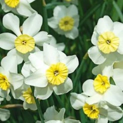 Small-Cupped Narcissus Mix 16 Small-Cupped Narcissus Mix -Olivia Plants Sales x600 24749