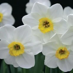 Small-Cupped Narcissus Mix 17 Small-Cupped Narcissus Mix -Olivia Plants Sales x600 24750
