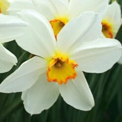 Small-Cupped Narcissus Mix 18 Small-Cupped Narcissus Mix -Olivia Plants Sales x600 24751