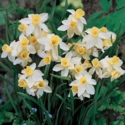Scent Of Spring Daffodil Mix -Olivia Plants Sales x600 24768