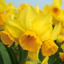 Scent Of Spring Daffodil Mix -Olivia Plants Sales x600 24769