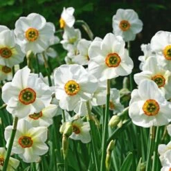 Scent Of Spring Daffodil Mix -Olivia Plants Sales x600 24771