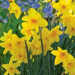 Scent Of Spring Daffodil Mix -Olivia Plants Sales x600 24773