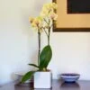 Yellow Moth Orchid In Square White Cachepot