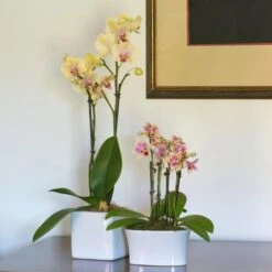 Yellow Mini Moth Orchids In 5½" White Ceramic Cachepot -Olivia Plants Sales x600 24817