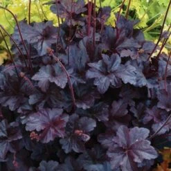Heuchera 'Obsidian' -Olivia Plants Sales x600 24837