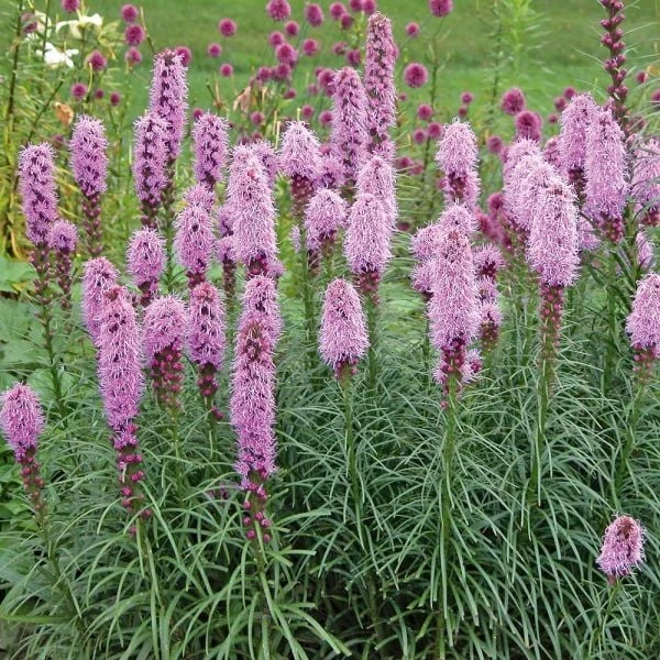 Liatris Spicata 'Kobold' 1 Liatris Spicata 'Kobold'