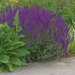 Salvia X Sylvestris 'May Night' -Olivia Plants Sales x600 25031