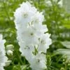 Delphinium 'Guardian White'