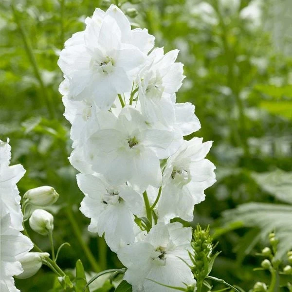 Delphinium 'Guardian White' 1 Delphinium 'Guardian White'