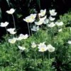Anemone Sylvestris