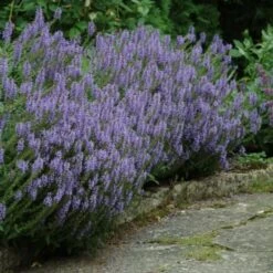 Perfumed Pageant Rose & Perennial Garden 9 Perfumed Pageant Rose & Perennial Garden -Olivia Plants Sales x600 25053