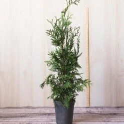 Thuja 'Green Giant' -Olivia Plants Sales x600 25096