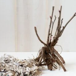 Peony 'Cora Louise' - Itoh Peony -Olivia Plants Sales x600 25121 3