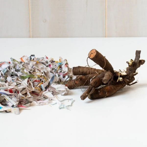 Peony 'Coral Charm' 2 Peony 'Coral Charm' - Image 2